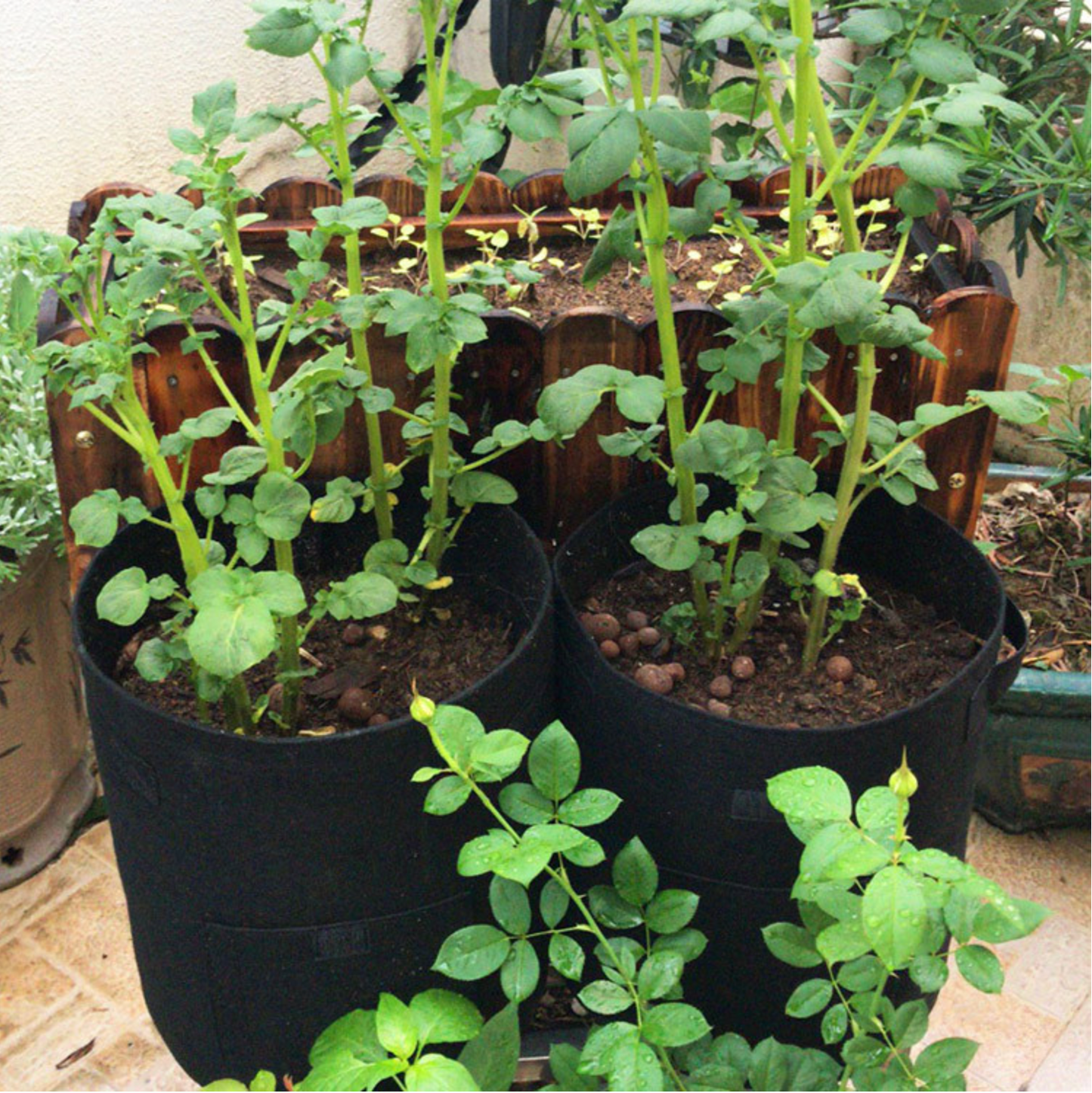 TaterTote™ Felt Potato Grow Bags